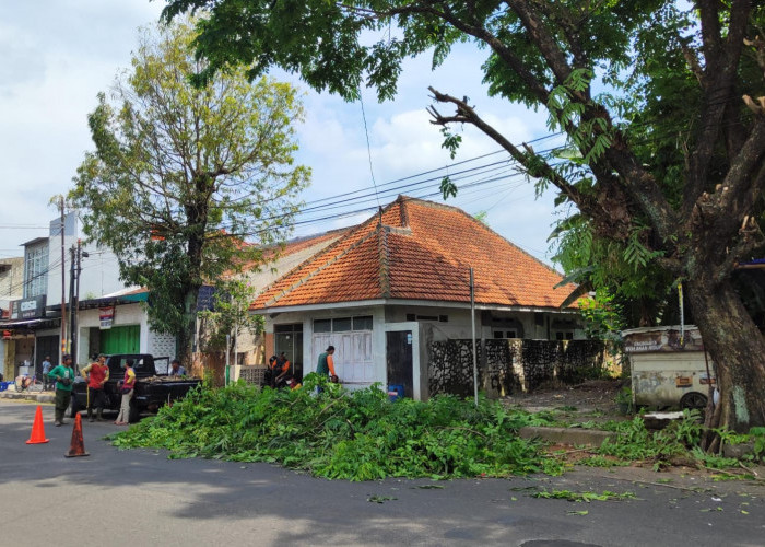Antisipasi Cuaca Ekstrem, Pohon Peneduh di Kota Dipangkas