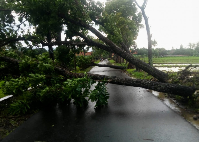 Hujan Disertai Angin, Puluhan Pohon Tumbang Lalu Lintas Sementara Lumpuh