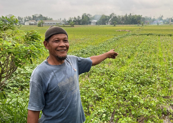 Kemarau Basah, Petani Kebumen Gelisah