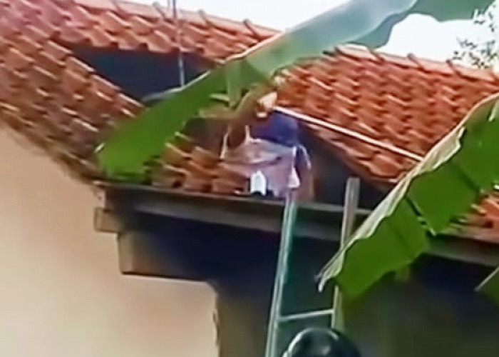 Pria di Mujur Lor Cilacap Meninggal, Disengat Tawon Vespa Saat Membersihkan Toren Air