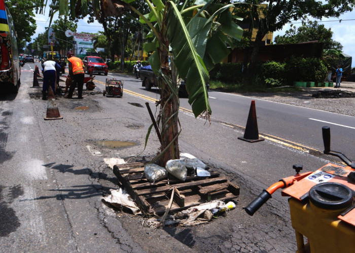 Disindir, Aspal Jalan Suparjo Roestam Ditanami Pohon Pisang, PPK : Sudah Kita Tangani