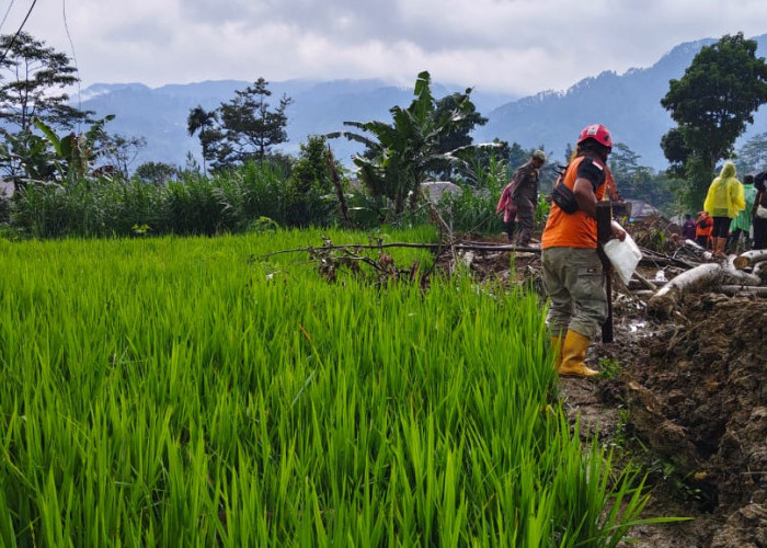 Kerusakan Pertanian Situkung Capai Rp 4,1 Miliar, 280 Ternak Mati Tertimbun Longsor