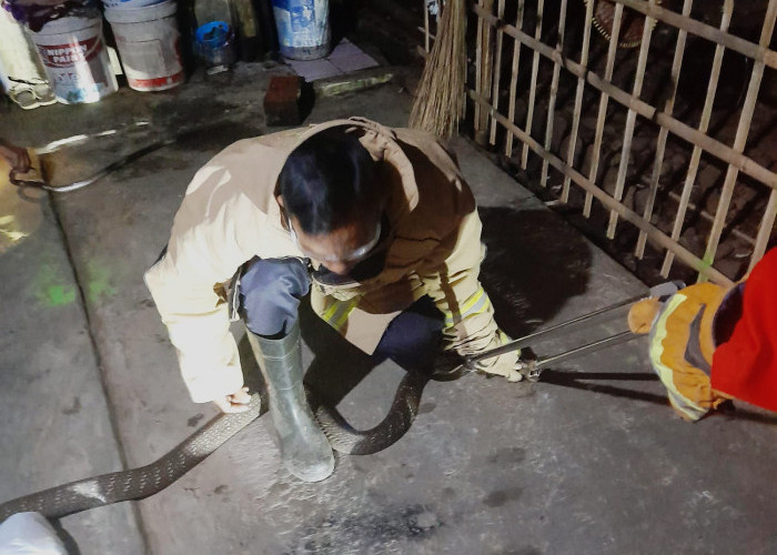 Damkar Evakuasi Dua Ekor Ular Kobra Bersarang di Rumah Warga di Panulisan Tengah Cilacap