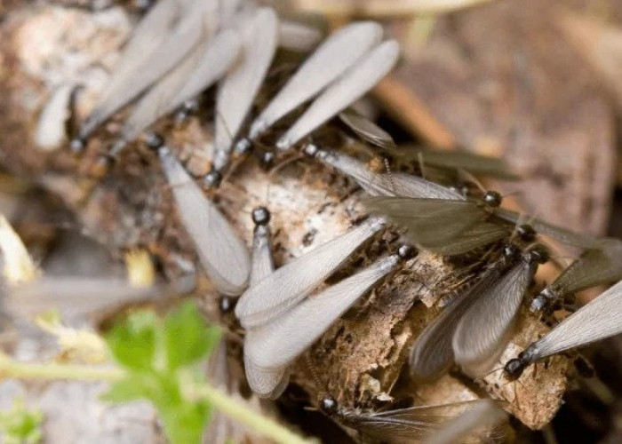 10 Cara Ampuh Mengusir Laron dari Rumah, Tanpa Mematikan Lampu dan Bahan Kimia Berbahaya!