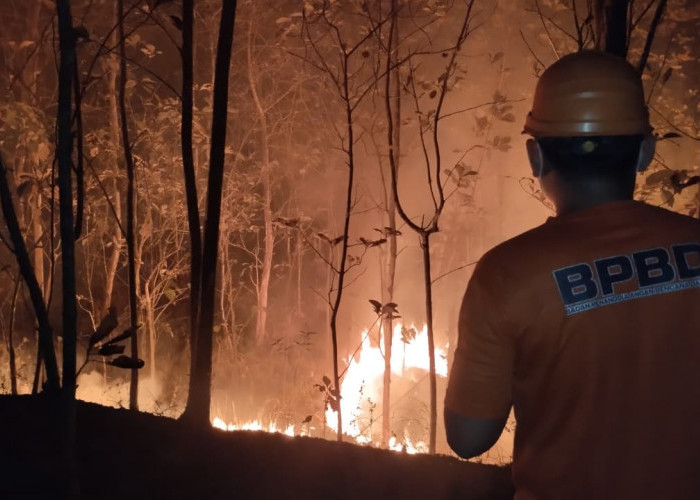 Kebun Jati 1,5 Hektare Terbakar di Wangon, Api Muncul Malam Hari, BPBD Banyumas Tangani Dua Lokasi