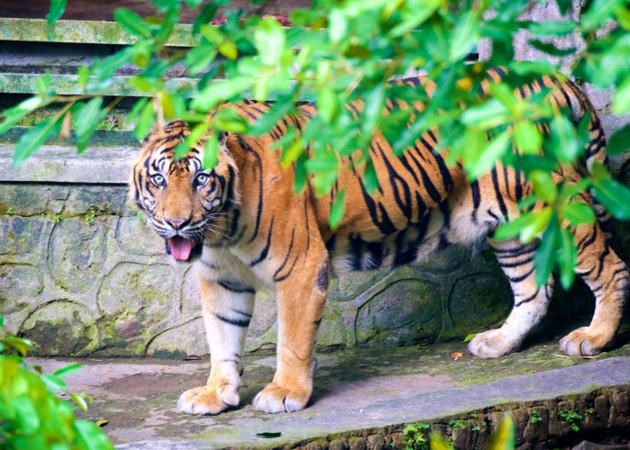 Serunya Berwisata ke Gembira Loka Zoo Saat Berlibur ke Jogja, Jangan Sampai Terlewat