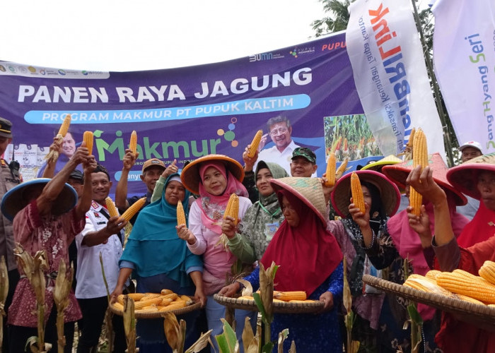 Tingkatkan Produktivitas Pangan, Pupuk Kaltim Panen Jagung Agrosolution di Banyumas