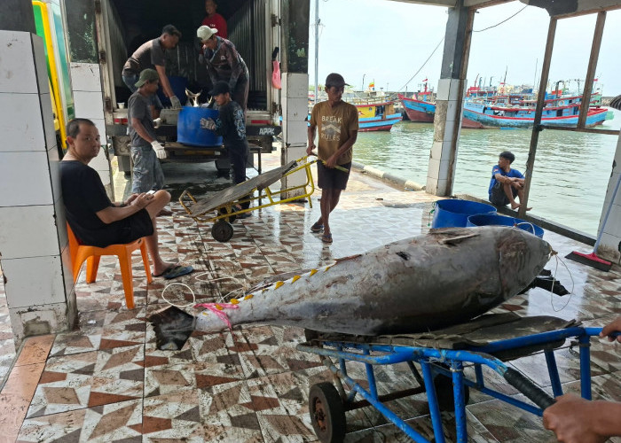 Harga Ikan di Cilacap Stabil di Tengah Cuaca Buruk, Pasokan Melimpah Berkat Musim Panen