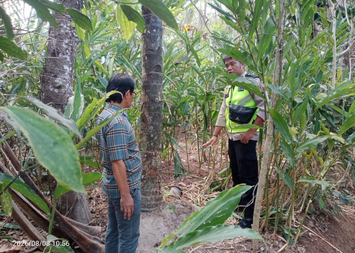 Terjatuh Saat Menderes Nira, Warga Kejobong Ditemukan Meninggal di Bawah Pohon Kelapa