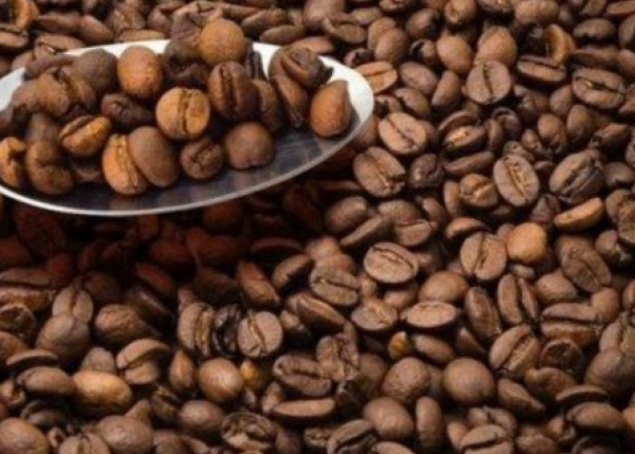Kopi Gunung Slamet Diajukan untuk KIK