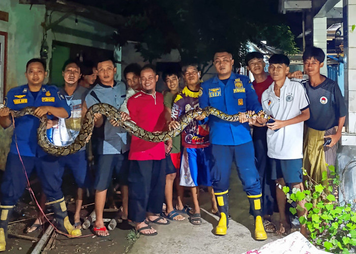 Sempat Lukai Warga, Sanca 4 Meteran Gegerkan Pemukiman di Selabaya