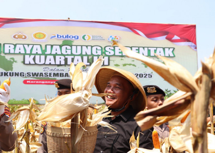 Ketua DPRD Jateng Sumanto Ikut Panen Raya Jagung di Karanganyar