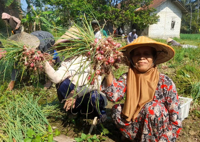 Kemarau Bukan Halangan, Petani Banjarnegara Raup Rp 40 Juta dari Bawang Merah