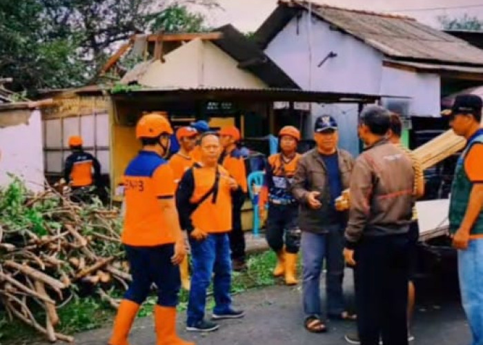Pohon Lapuk Tumbang Timpa Rumah dan Balai Warga di Tegalkamulyan Cilacap