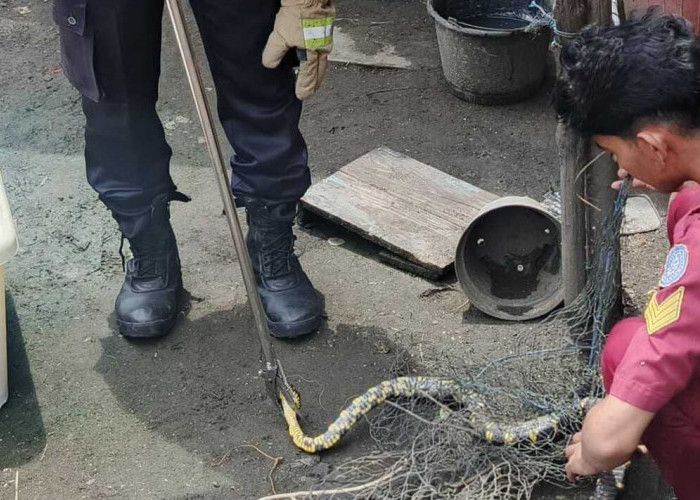 Januari, Damkar Cilacap Tangani 212 Kasus Tawon dan 110 Ular