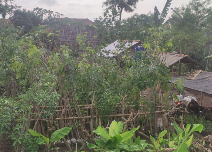 Anggaran Kebun Bibit di Jalan Bung Karno Purwokerto Masih Jauh Dari Target