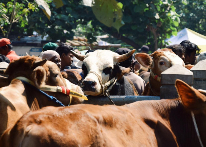 Stok Hewan Kurban di Banyumas Dipastikan Aman dan Sehat