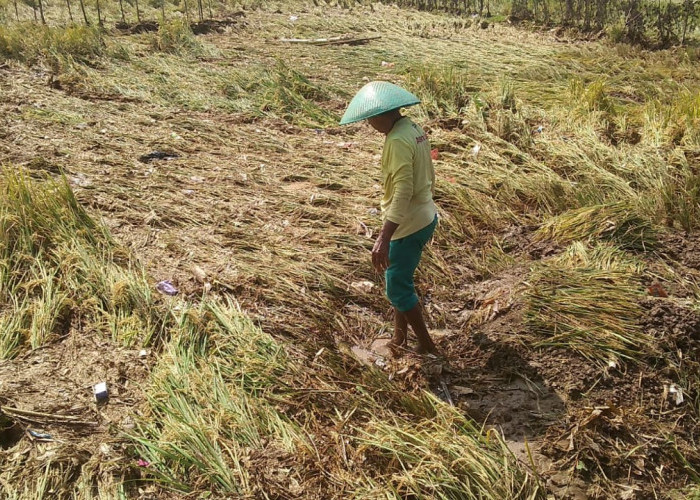 Cuaca Buruk, Tanaman Padi Rata dengan Tanah