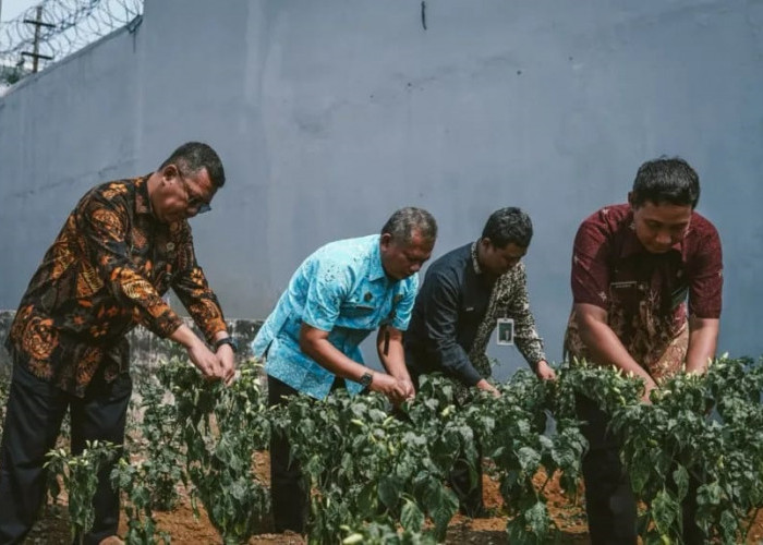 Lahan Kosong Rutan Banjarnegara Disulap Jadi Kebun Cabai