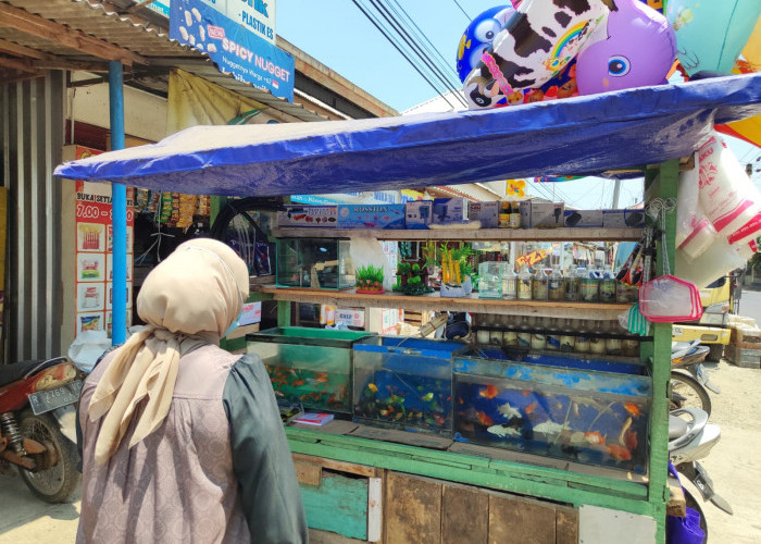 Produksi Ikan Hias Purbalingga Melonjak 106,14 Persen pada 2025, Rasbora Galaxy Dominan