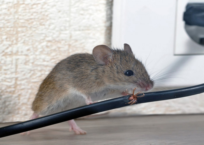 4 Tips Hindari Motor Jadi Sarang Tikus