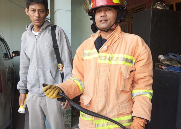 Damkar Cilacap Evakuasi Ular Berbisa dari Rumah Warga di Kelurahan Karang Talun