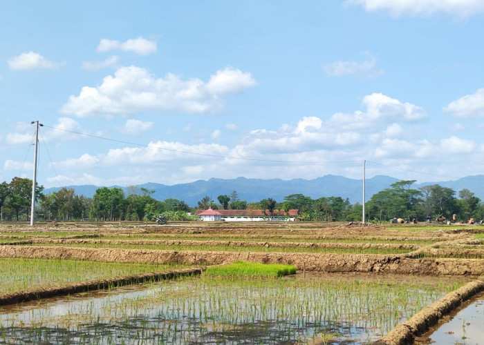 5 Titik Irigasi Pompa di Purbalingga Jadi Sasaran Pencurian Kabel, Distribusi Air Pertanian Terganggu