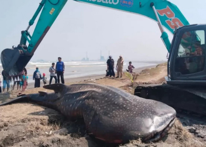 Tiga Bulan, Lima Hiu Paus Terdampar di Pantai Selatan Cilacap