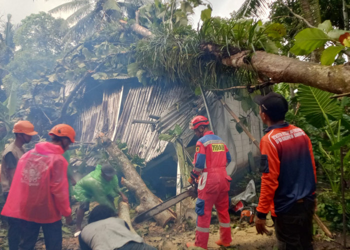 Hujan dan Angin Kencang Sebabkan Pohon Tumbang di Kembaran Banyumas, 19 Rumah Warga Terdampak