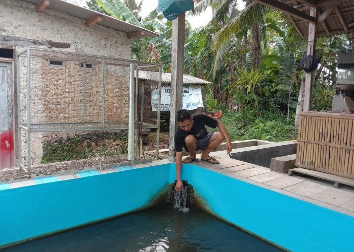 Pakan Mahal, Peternak Pindah Haluan