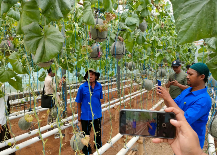 Peluang Usaha Budidaya Melon Hidroponik Sistem Green House Terus Dilirik