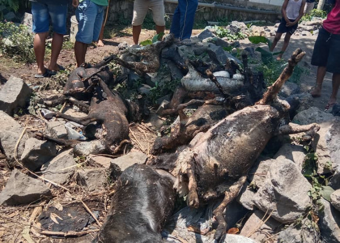 Kandang Kambing Terbakar di Sumbang Banyumas, Sembilan Ternak Terpanggang