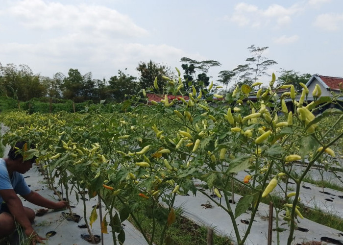 Jamur Fusarium Ancam Cabai Petani Banyumas, Daun Layu Jadi Tanda Tanaman Mulai Terjangkit