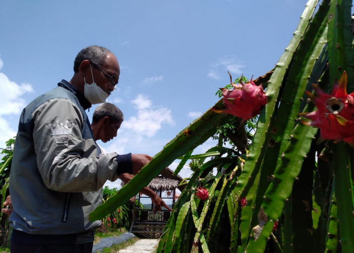 Penasaran Setelah Baca Koran Radar Banyumas, Herdi Datangi Kebun Buah Naga di Pekunden