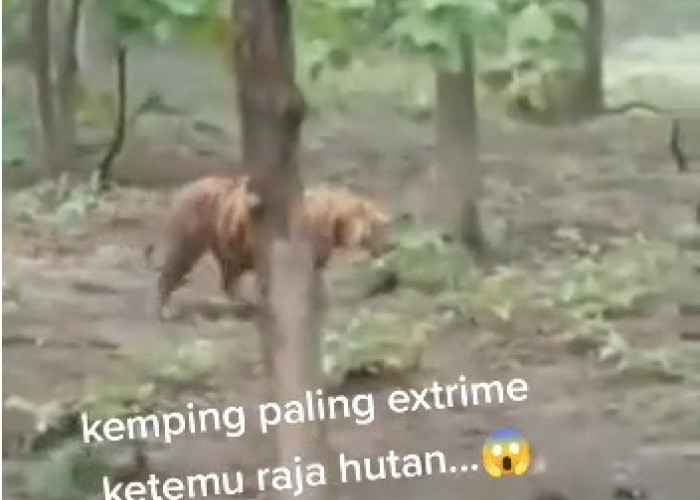 Viral Video Penampakan Harimau Jawa di Panusupan Cilongok, Ini Penjelasan Lengkap Kades Panusupan