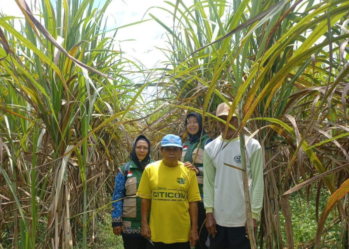 Dorong Produksi Tebu, DPPP Purbalingga Siapkan Ekstensifikasi Lahan Hingga 70 Ha dan Bantuan Rp 10 Juta per Ha