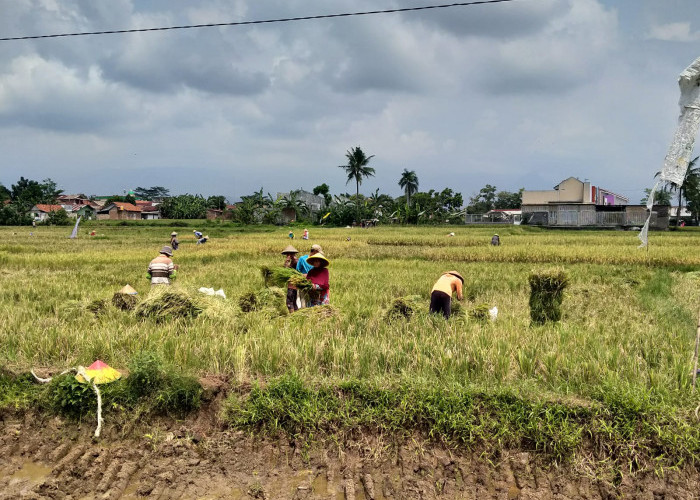 Daya Dukung Pangan Kawasan Perkotaan Ajibarang Defisit