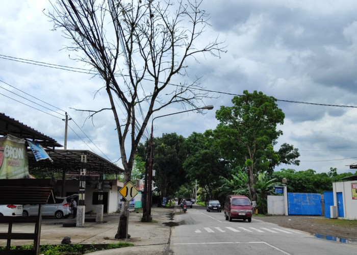 Pohon Mahoni Mati di Jalur Provinsi Diusulkan Ditebang, Kades Toyareja Layangkan Surat