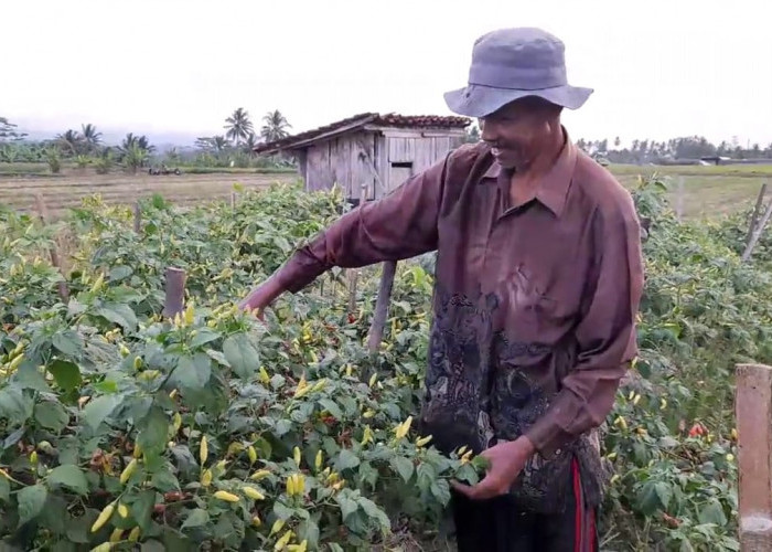 Harga Cabai Naik, Petani di Banjarnegara Rugi Akibat Gagal Panen karena Serangan Patek