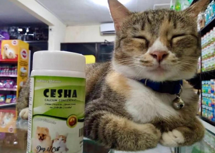 Cleo Pet Shop Permudah Perawatan Hewan Peliharaan, dari Pet Food hingga Grooming