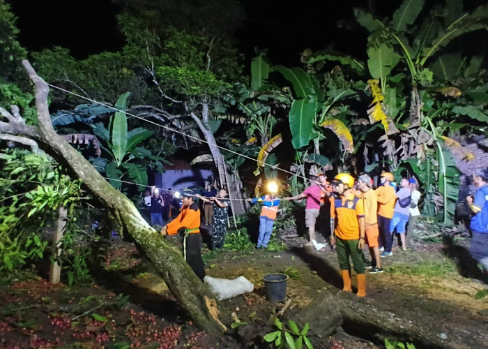 Pohoh Tumbang Timpa Rumah Warga Adimulyo Rusak Jaringan PLN