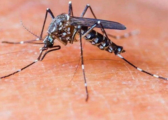 Malaria: Penyebab dan Langkah-langkah Efektif untuk Pencegahan!