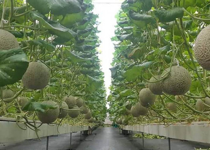 Panen Melimpah! Ini 6 Tahap Budidaya Melon Hidroponik dari Awal Hingga Akhir yang Harus Diikuti