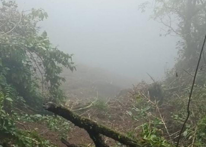 Perhutani Segera Lakukan Pengecekan Soal Hutan Lindung Gunung Slamet Yang Rusak 