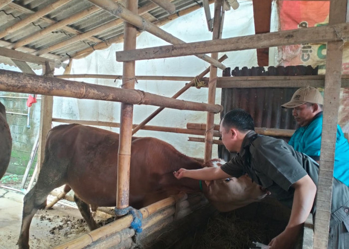 Pengawasan Kesehatan Hewan Kurban Diperketat, Dinas Pertanian Cilacap Turunkan 160 Petugas