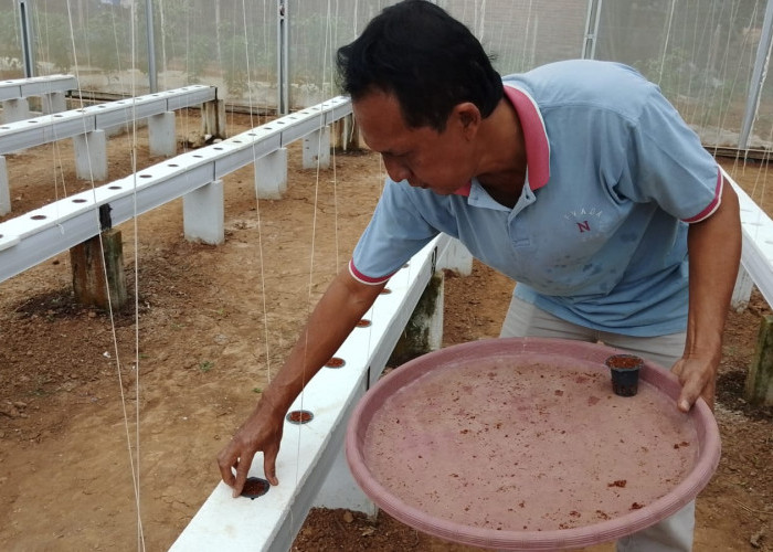 BUMDes Karanggedang Ganti Varietas Melon, Budidaya Hidroponik Dilanjutkan di Sumpiuh Banyumas