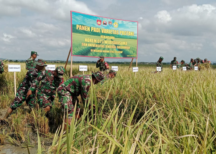 Panen Padi Protani di Cilacap Tembus 8,2 Ton per Hektare