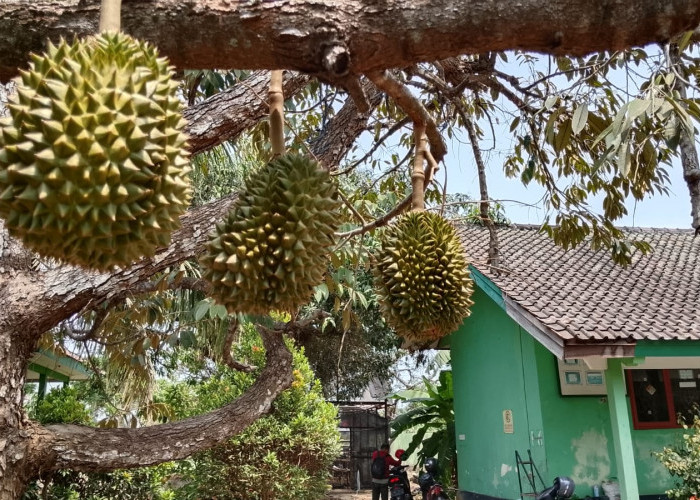Kemarau Panjang Ancam Kualitas Durian Banyumas, Buah Berisiko Ringan, Bunga dan Bakal Buah Rontok