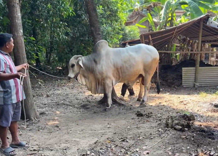 Sapi Peternak Kebumen Terpilih Jadi Hewan Kurban Presiden 