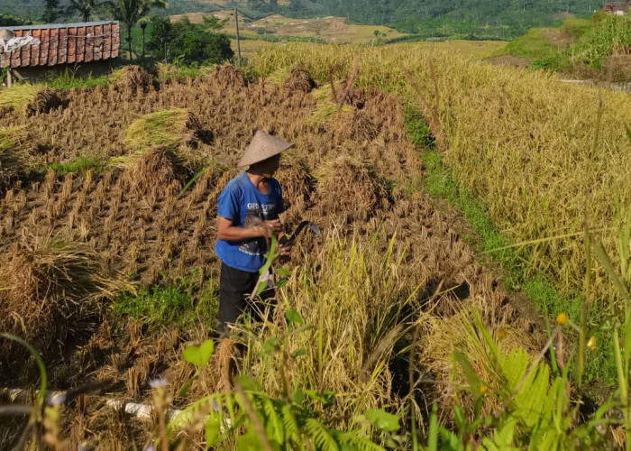 Produktivitas Padi Banjarnegara Melonjak, Produksi Capai 111 Ribu Ton
